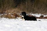 BORDER COLLIE 1139